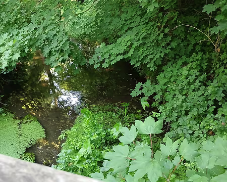 015 Erables au bord de la Bièvre