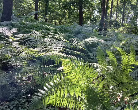 018 Fougères dans le sous-bois (forêt de Verrières)