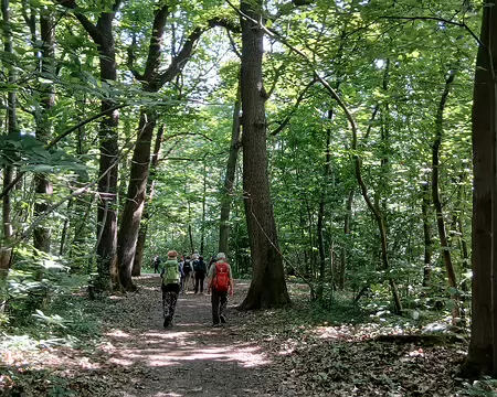 019 Le GR 11 dans la forêt de Verrières (plateau de Villacoublay)