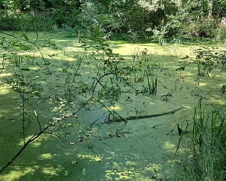 020 Site des Trois Mares dans la forêt de Verrières