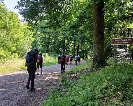 021 Sur la route forestière de l’Abbaye