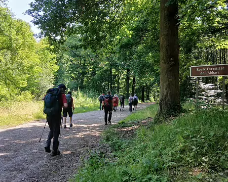 021 Sur la route forestière de l’Abbaye