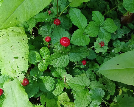 022 Fraisier des Indes (potentille)