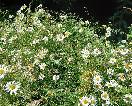 027 Marguerites