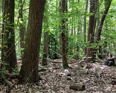 029 Châtaigniers dans le bois du Loup pendu