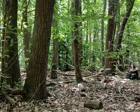 029 Châtaigniers dans le bois du Loup pendu