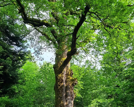 067 Le gros Chêne. Circonférence de 5,50m, âge présumé 300 ans, volume estimé 18 m3