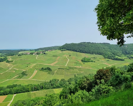 079 Autre vue sur le vignoble