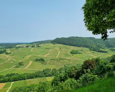 079 Autre vue sur le vignoble