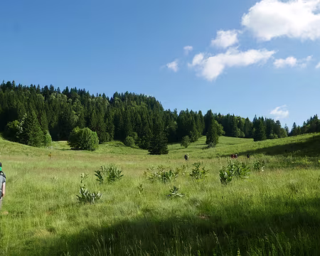 P1180867 Habert d'Arpison