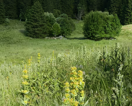 P1180869 Gentiane jaune et Vératre blanc.