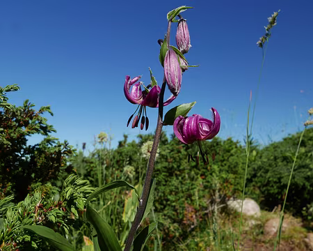 P1180889 Lys martagon.