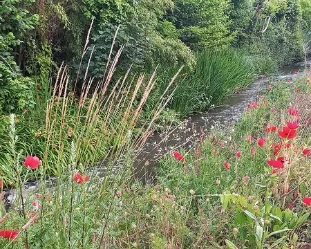 20250608_100405-01 Le long de l'Yvette