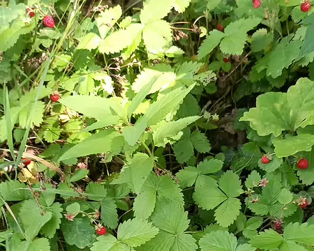 20250608_111348-01 Abondance de fraises des bois