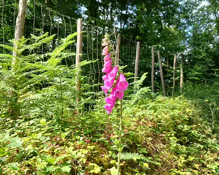 021 Digitale pourpre dans le bois de Jagny