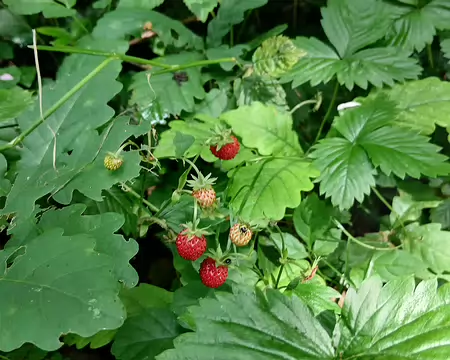 022 Fraises des bois