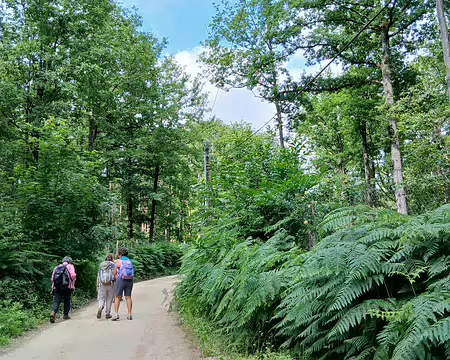 023 Dans le bois de Jagny