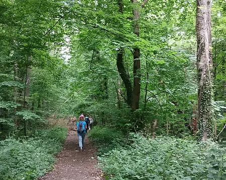 025 Dans le bois de Trotigny