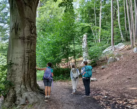 027 Hêtre majestueux et blocs de grès sur la Butte Ronde