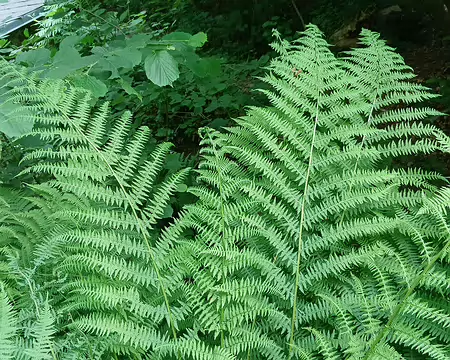 030 Grandes fougères
