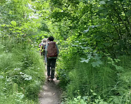 031 Etroit sentier au milieu d’une végétation luxuriante