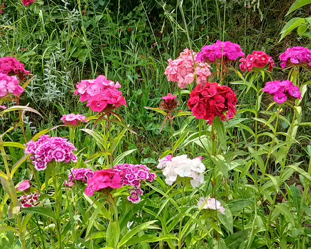 033 Œillets de poète à Saint-Forget