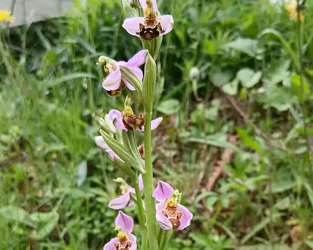 034 Ophrys abeille