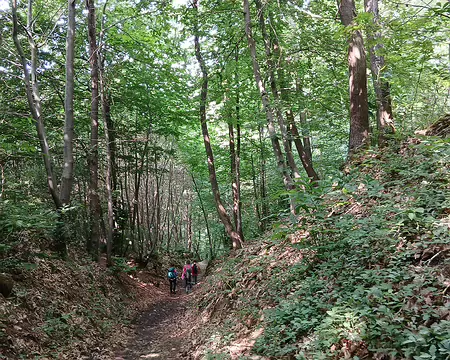 047 Chemin creux dans le bois du Vossery (forêt domaniale de Méridon)