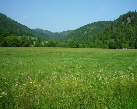 P1360177 Encore un plateau nordique (Menzenschwand)