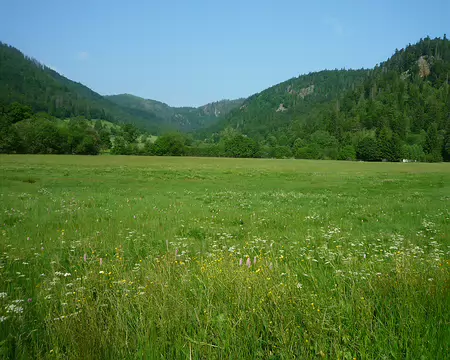 P1360177 Encore un plateau nordique (Menzenschwand)