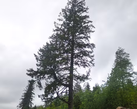 P1210343 J 3 - départ de Todtnauberg