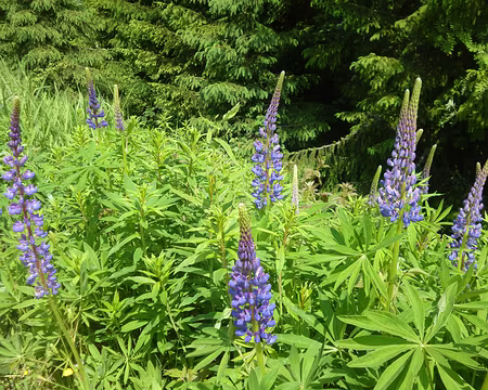 P1210370 Lupins
