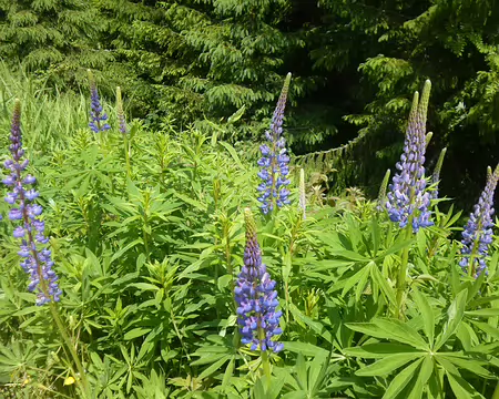 P1210370 Lupins