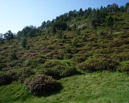 P1360301 On arrive un poil trop tard pour la pleine floraison des rhododendrons
