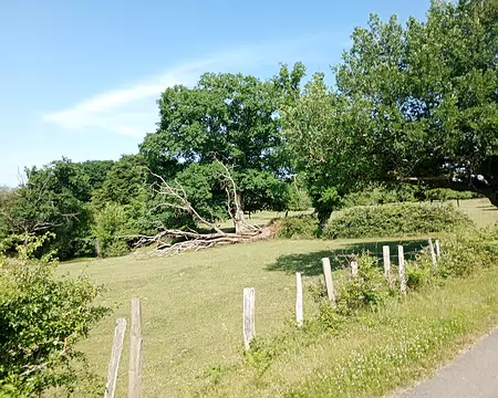 IMG_20250621_111248492_MFNR