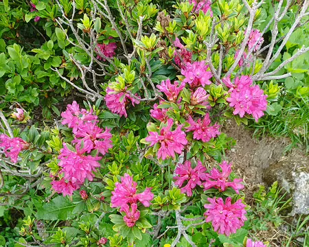 P1040055 rhododendrons déjà en fleurs