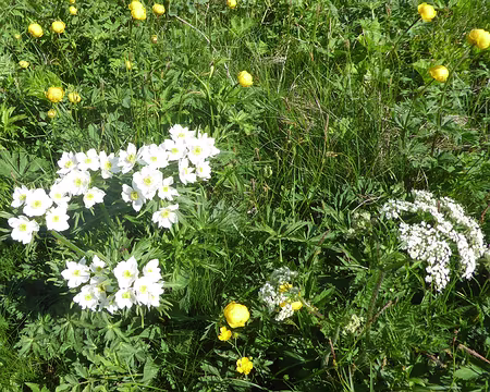 anémones et crolles anémones et crolles