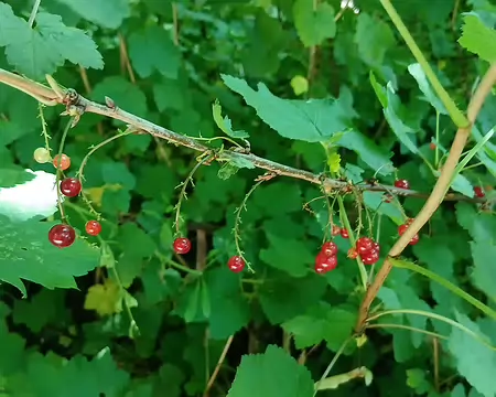 010 Groseilles dans le sous-bois