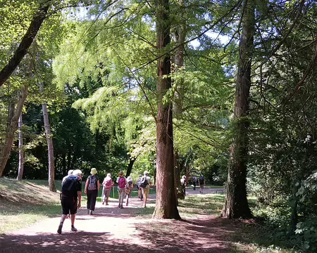 015 Cyprès-chauves