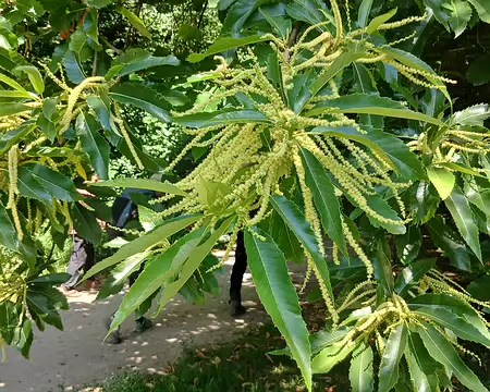 019 Châtaigniers en fleurs