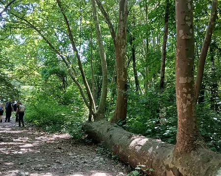 020 Rejets sur le tronc d’un platane abattu par la tempête de 1999. Arbre remarquable