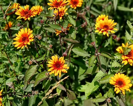 021 Arrivée à Yerres, ville fleurie (Trois fleurs)
