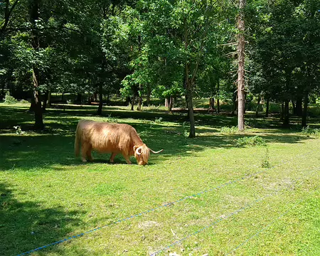 023 Vache écossaise (« Highland Cattle ») sur l’île Panchout à Yerres (écopâturage)