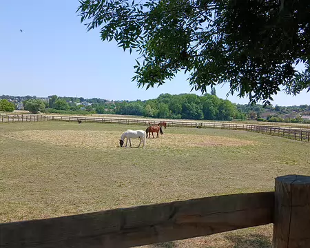 044 Chevaux à Montgeron