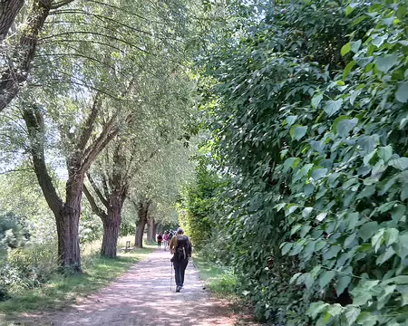 046 Chemin bordé de saules