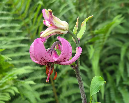 20250704_124429 un lys martagon