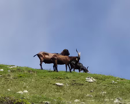 20250704_152045 faune locale...