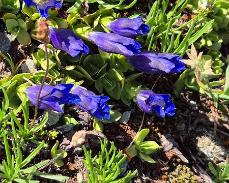 20250704_160319 Gentiane des Alpes