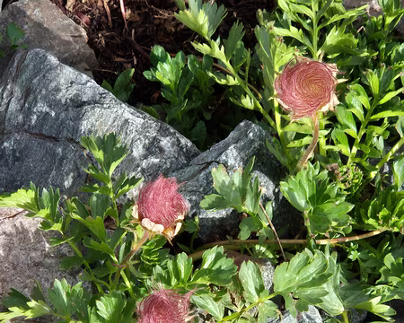 20250705_155508 Benoîte rampante