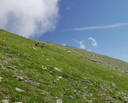 P1180932 Approche du sommet à travers le troupeau : chèvres, brebis, patous ...